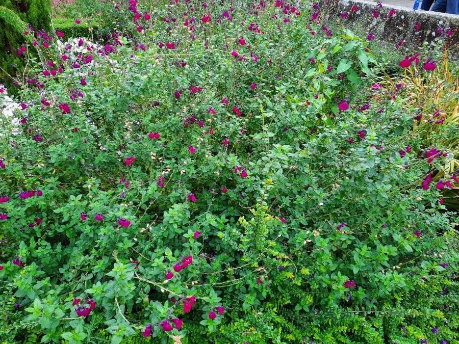 Salvia a foglie piccole 11