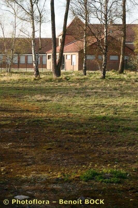 Rožec Hallerův 20