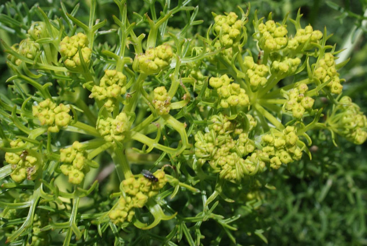 Cachrys libanotis 6
