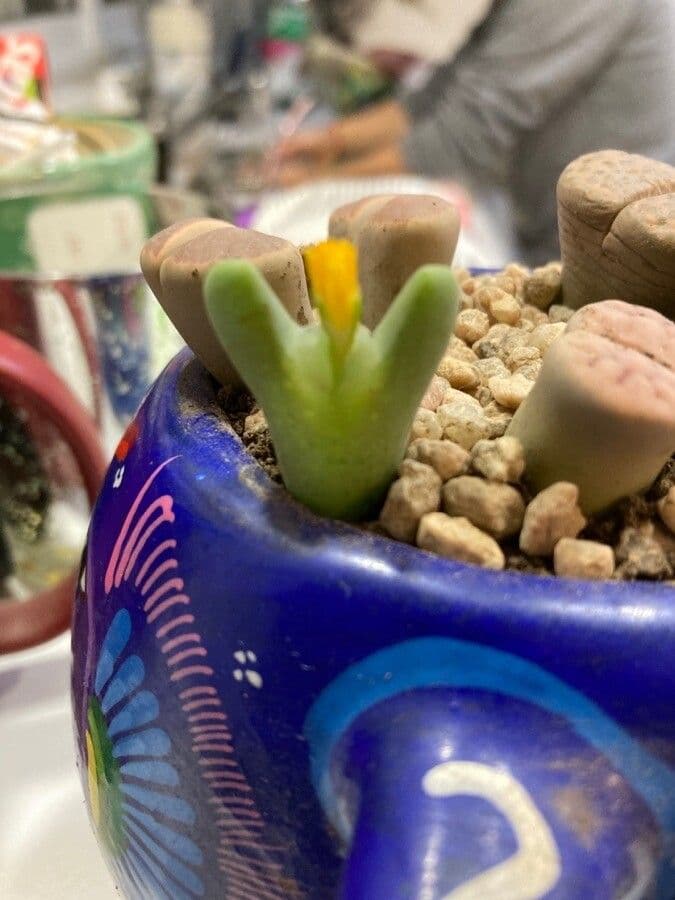 Conophytum 6