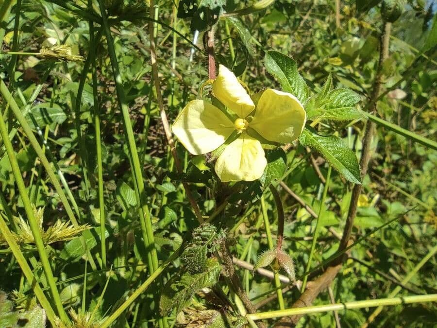 Ludwigia 4