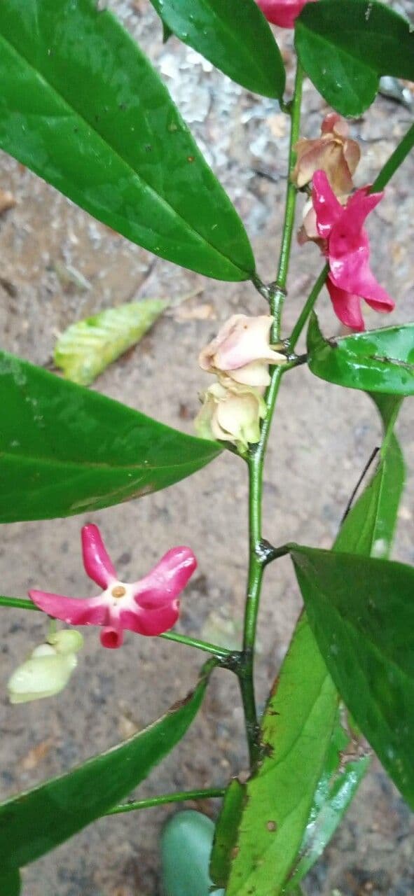 Heisteria parvifolia
