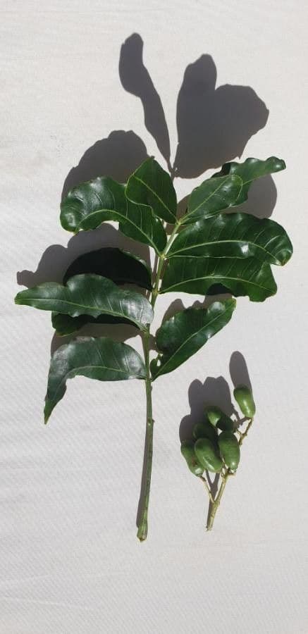 Ekebergia 18