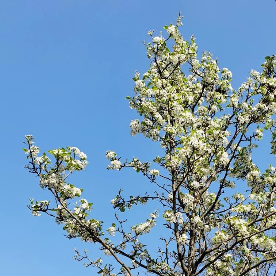 Pero di Callery 13