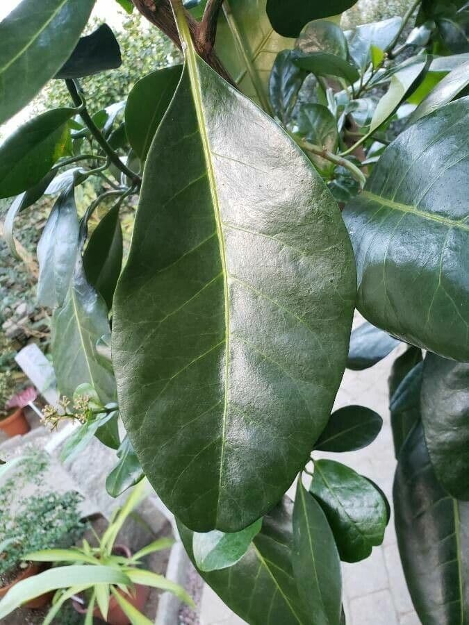 Pisonia 11