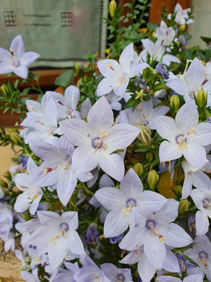 Campanula 4