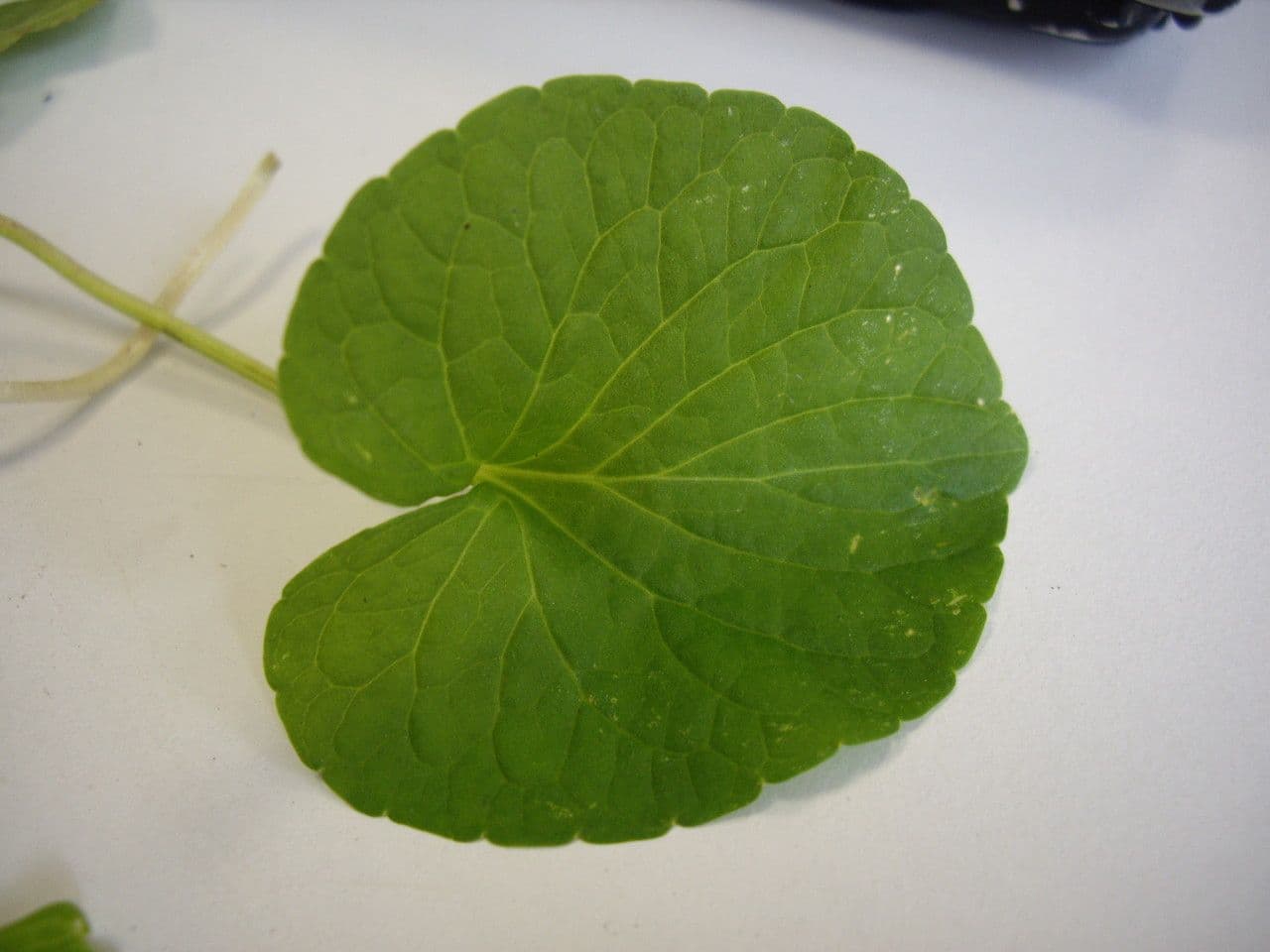Viola palustre 26