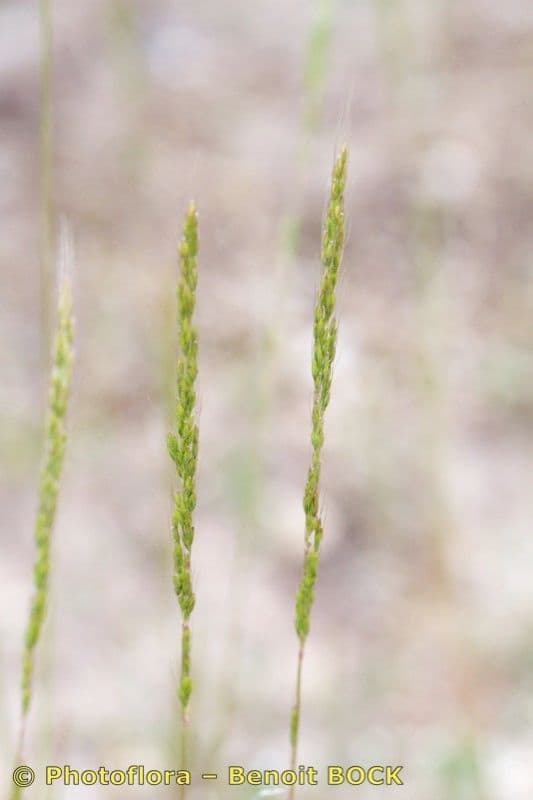 Apera interrupta 17
