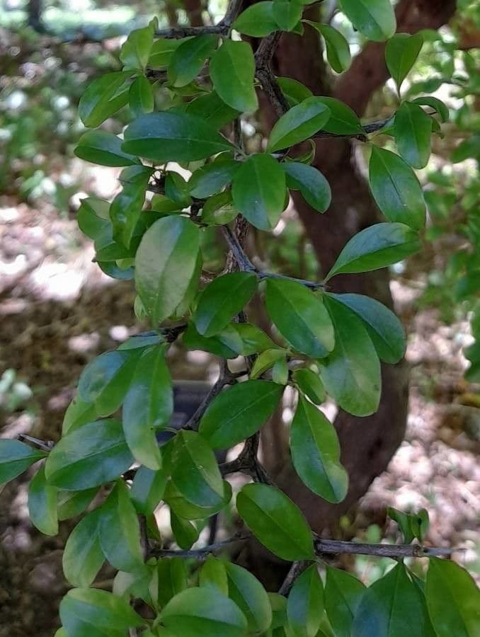 Pachysandra 14
