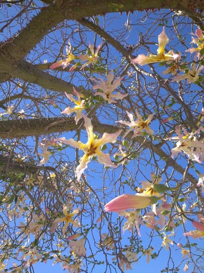 Ceiba speciosa 26