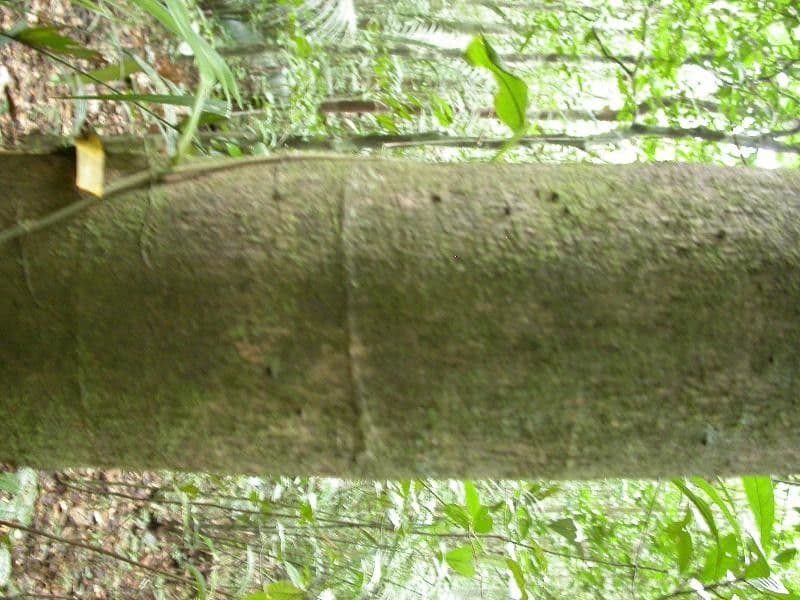 Eperua 20