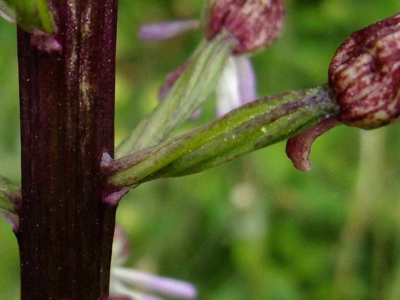 Orchide maggiore 4
