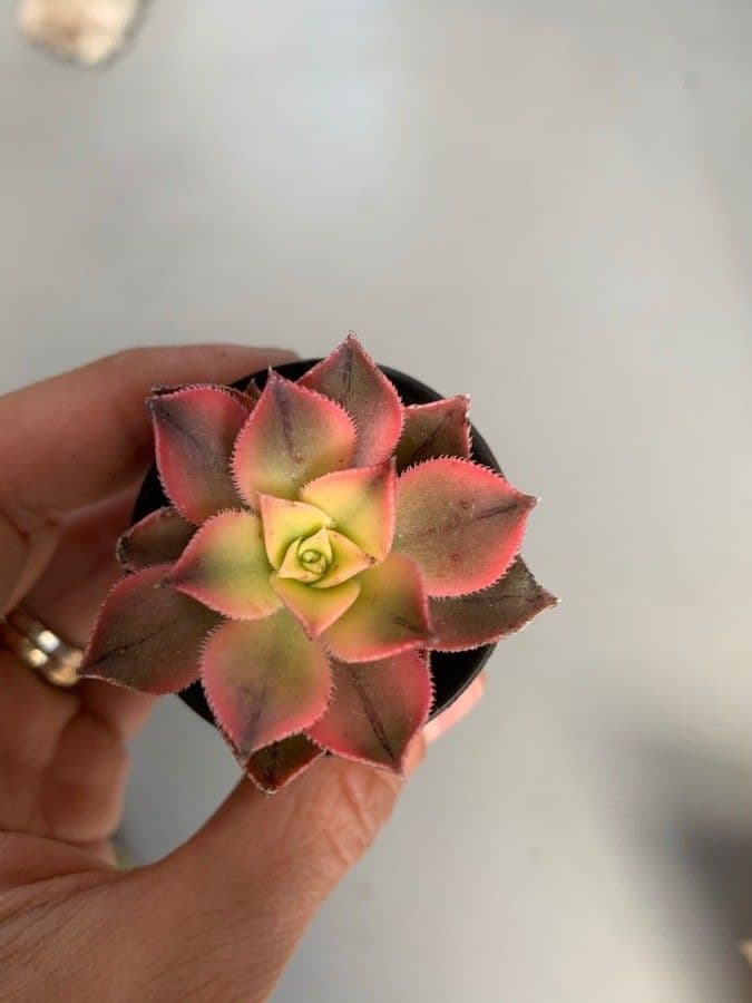 Aeonium decorum 13