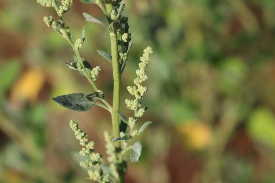 Chenopodium berlandieri 5