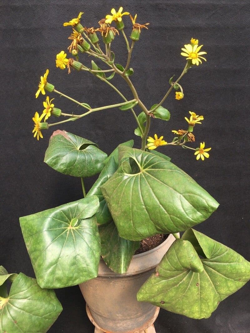 Léopardplant 15