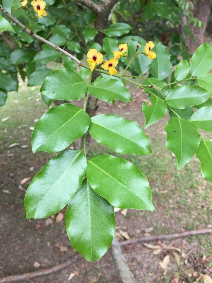 Pterocarpus 11