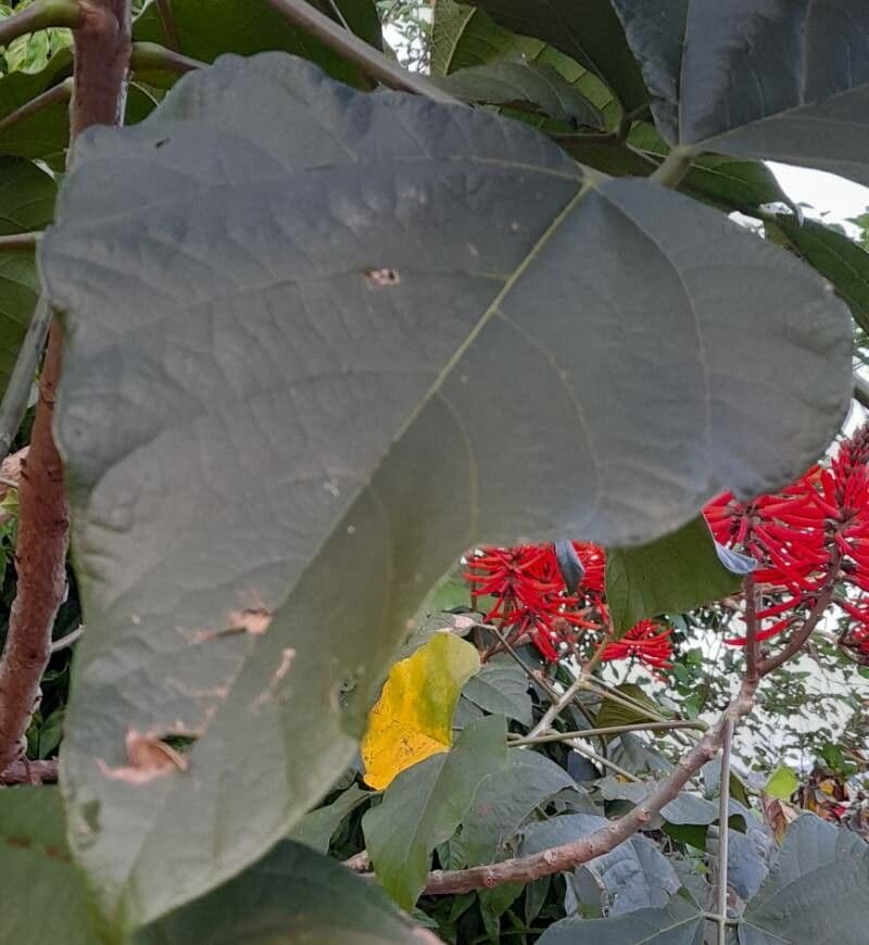 Schöne Korallenbaum 15