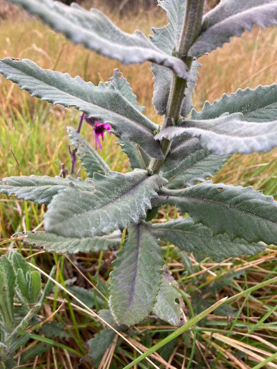 Senecio 11