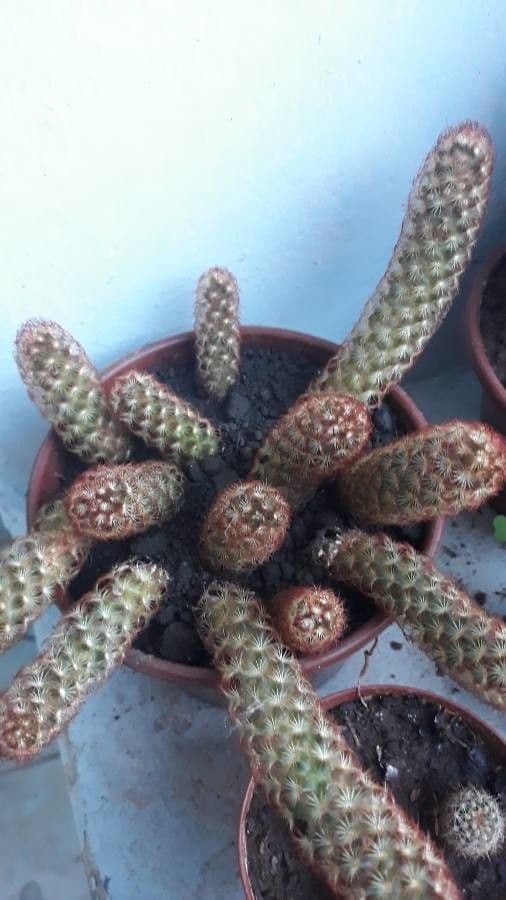 Cactus stella dorata 12