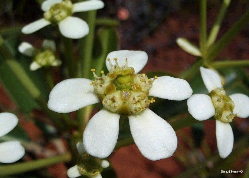 Neoguillauminia 8