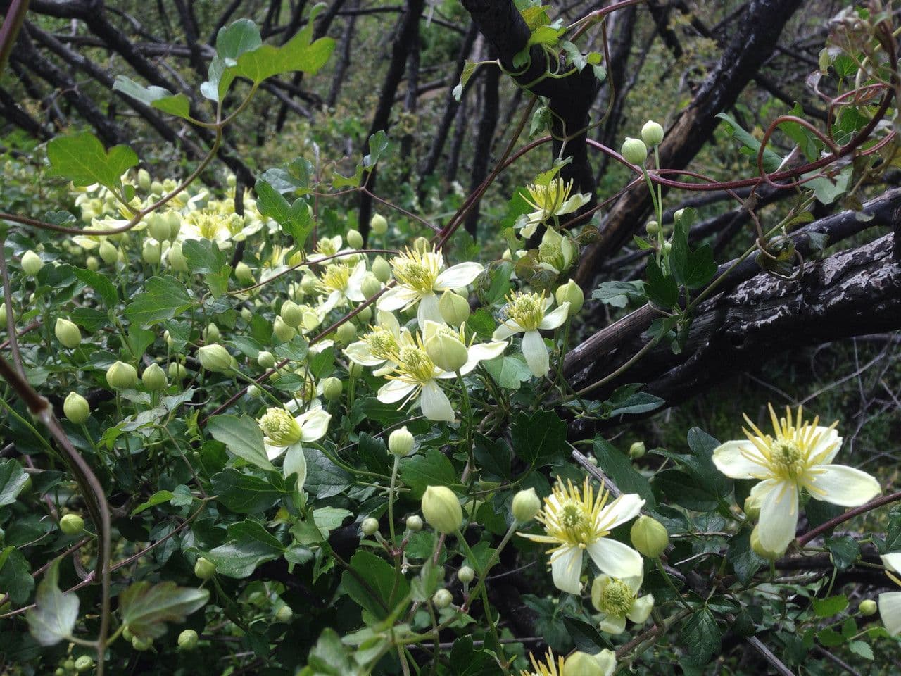Clematide a pochi fiori 8