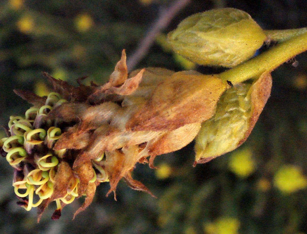 Grevillea 9