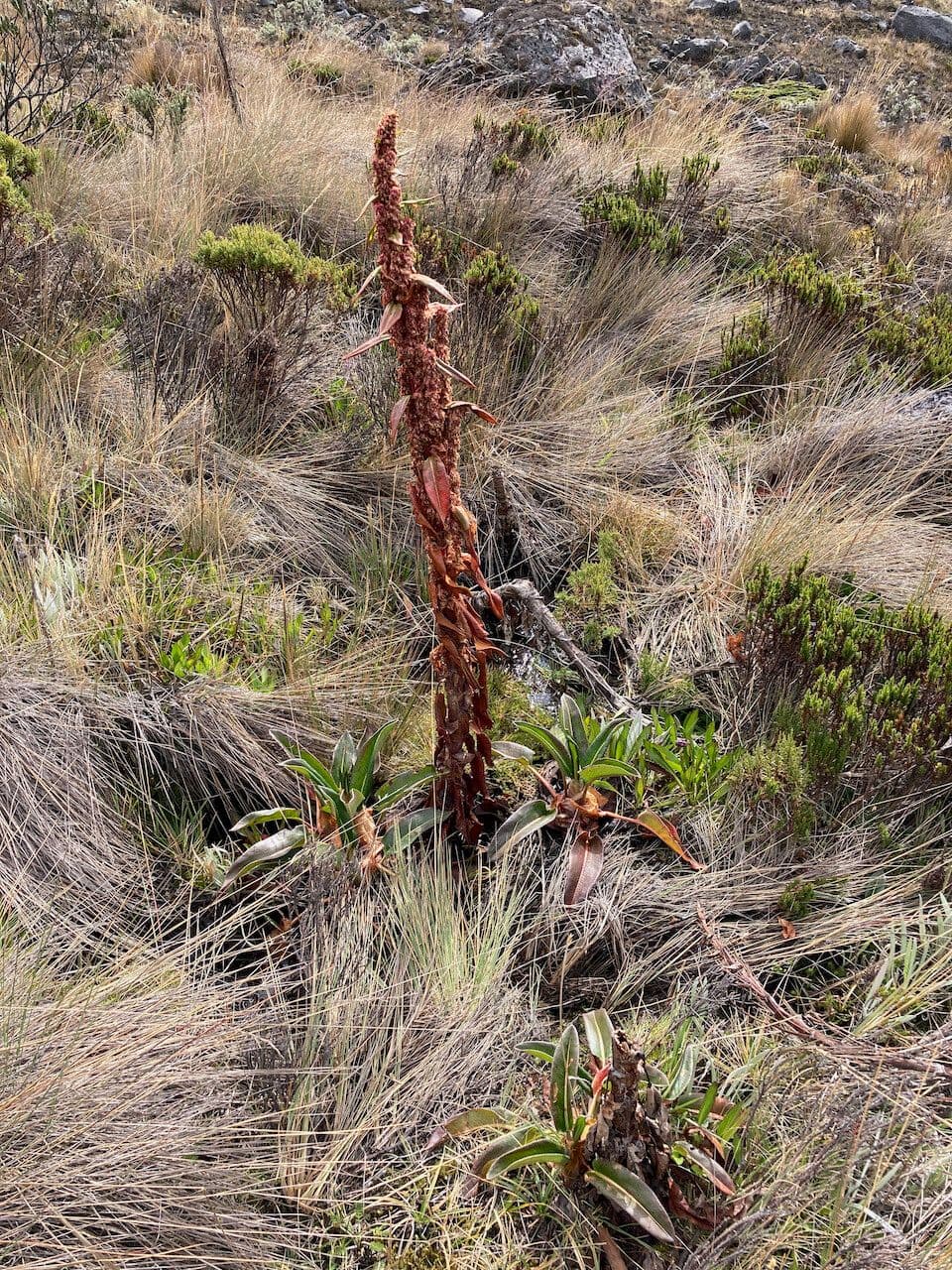 Rumex 6