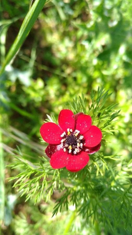 Adonis annuale 10