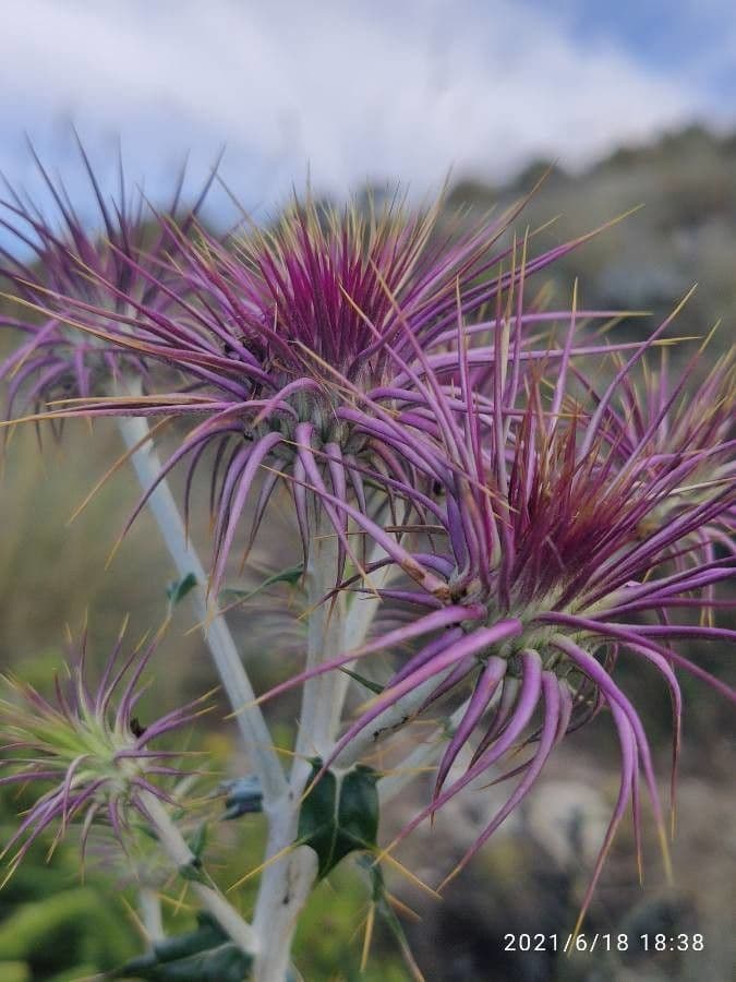 Ptilostemon 6