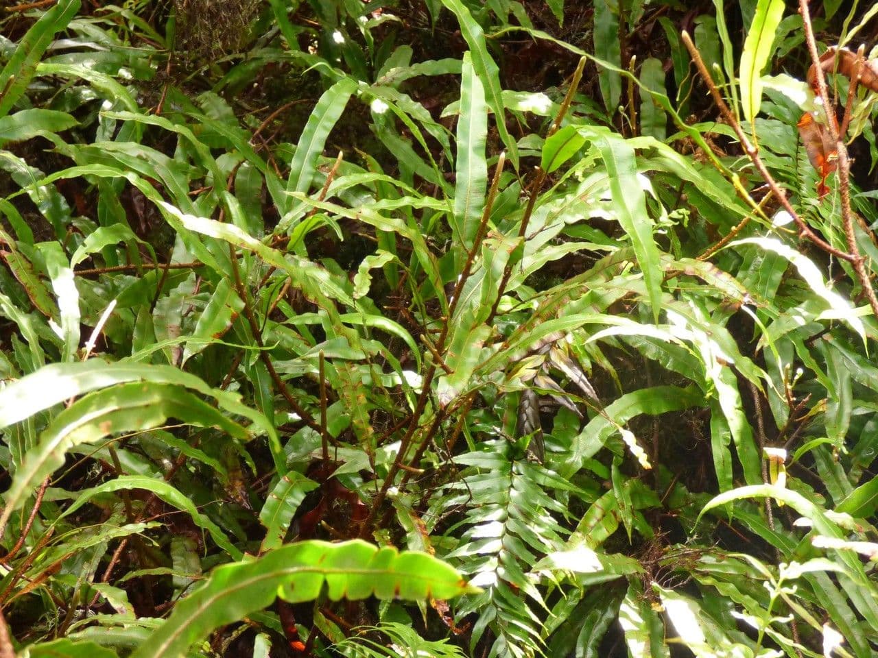 Oleandra distenta 5