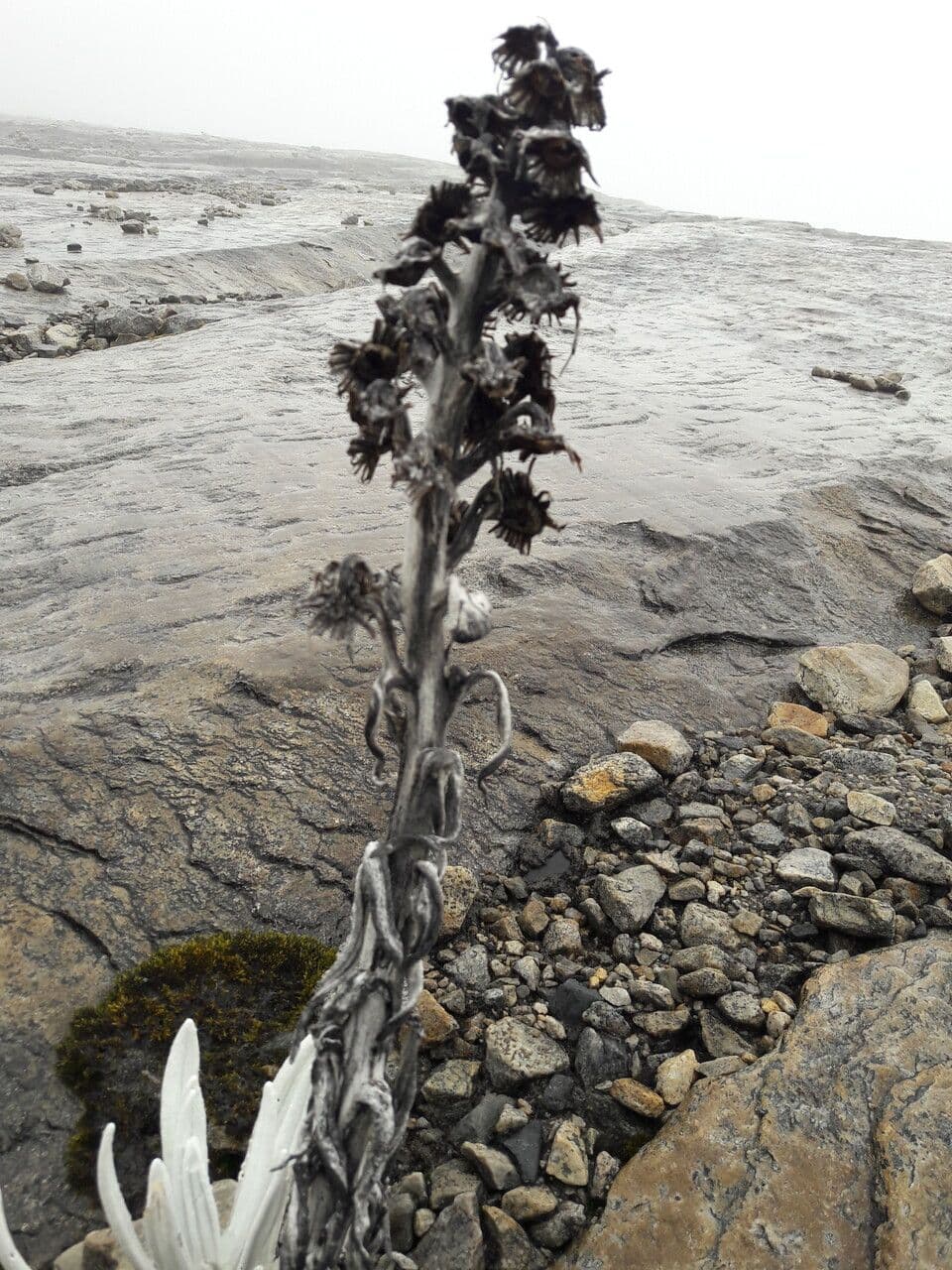 Senecio 4
