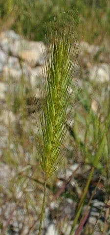 Orzo piccolo 5