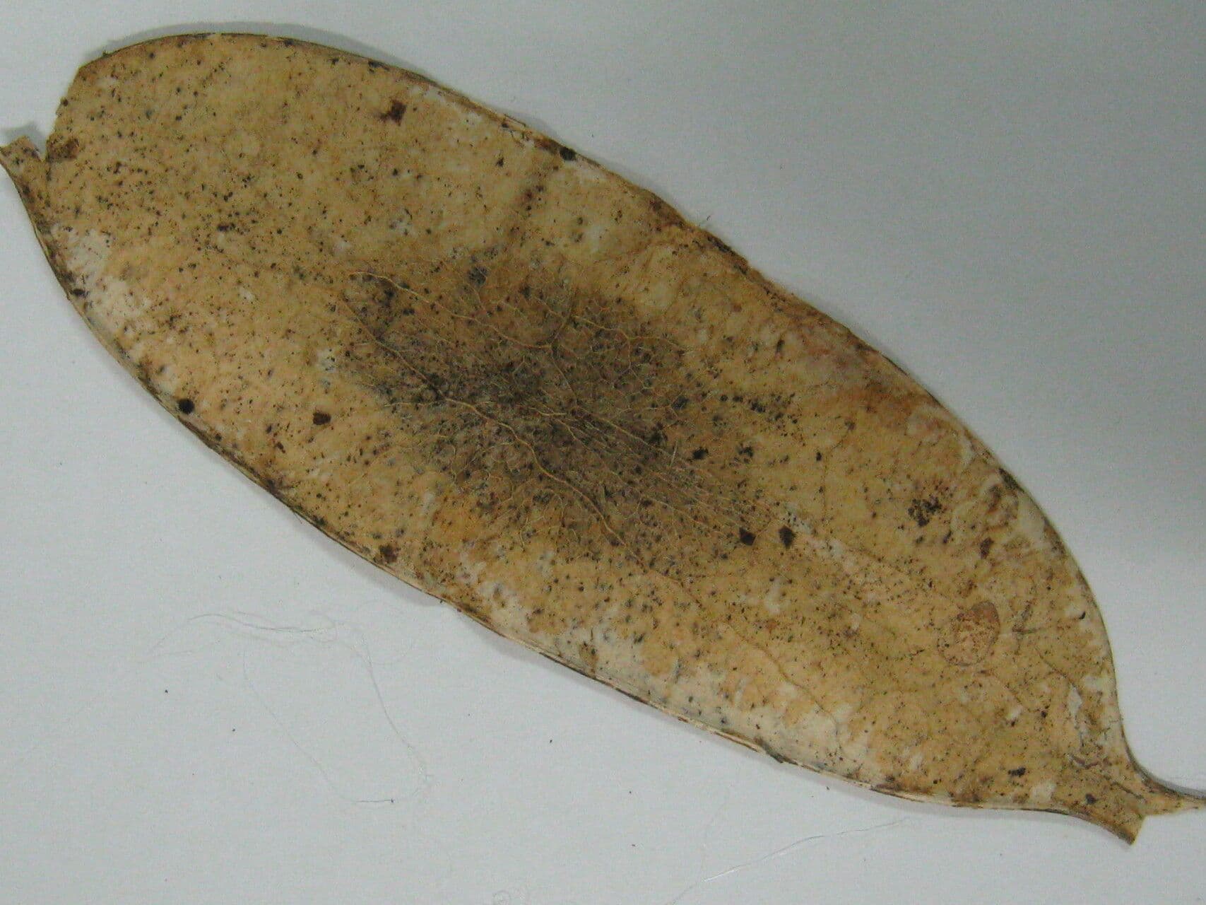 Cedro per sigari