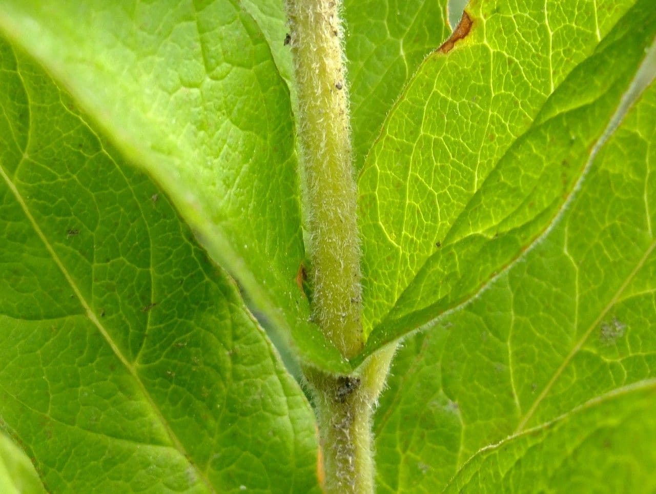 Lisimaquia 23