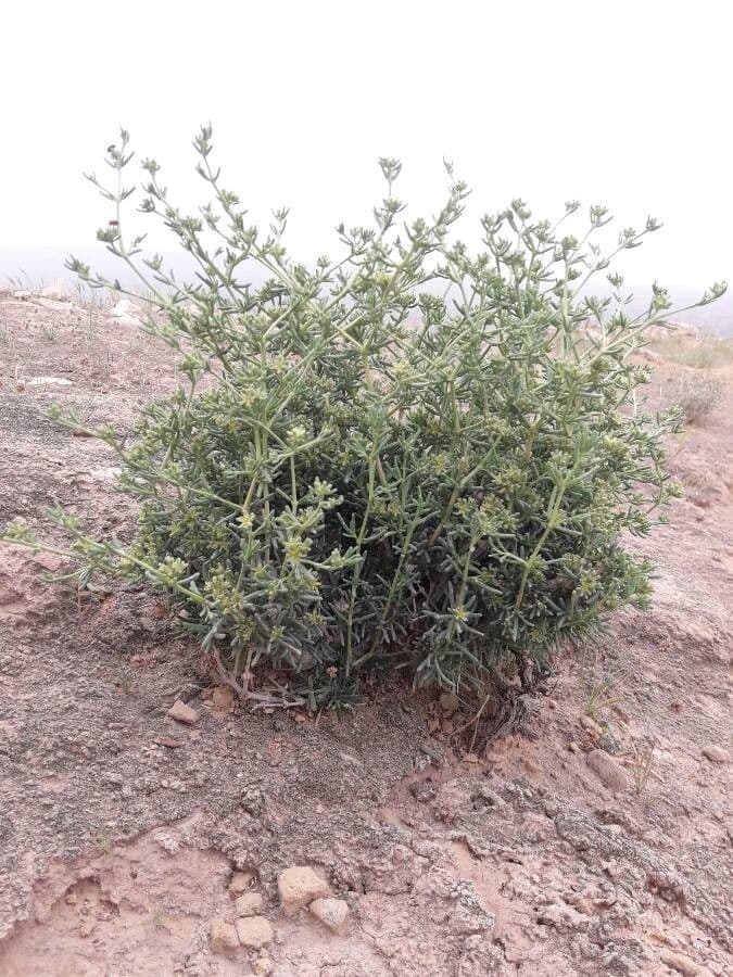 Gymnocarpos 2