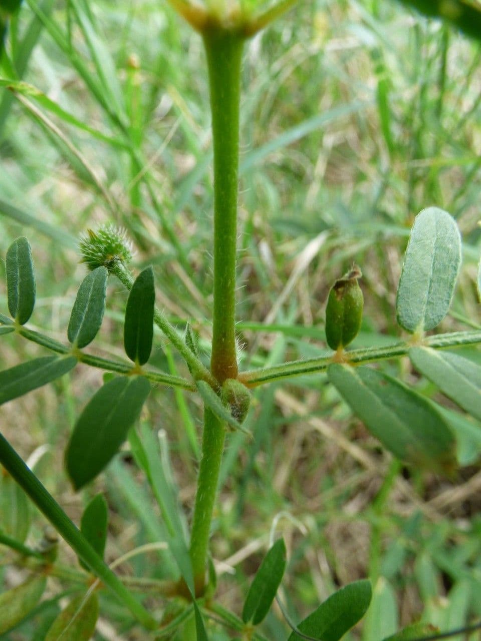 Tribolo cistoide 22