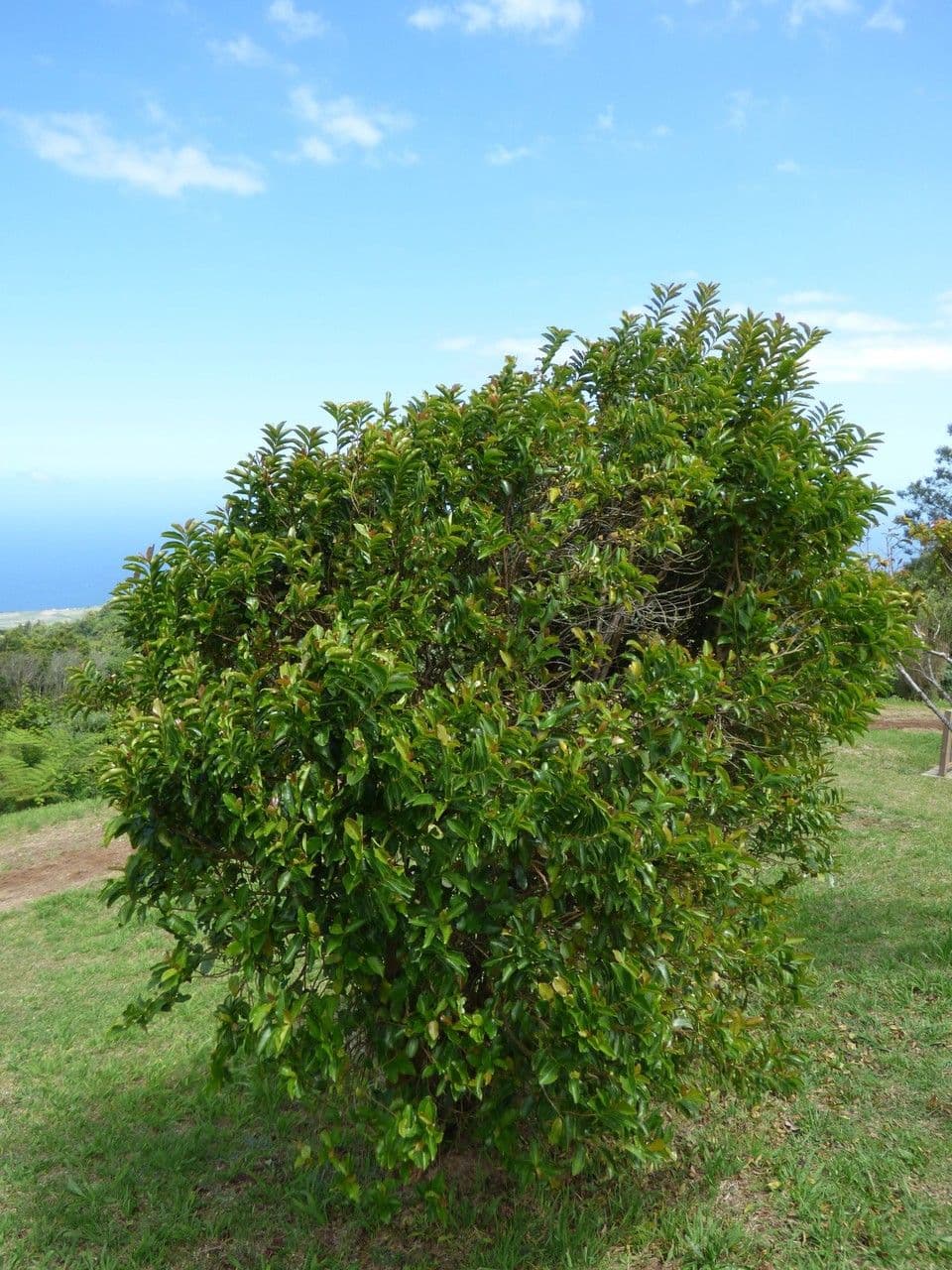 Aphloia theiformis 14