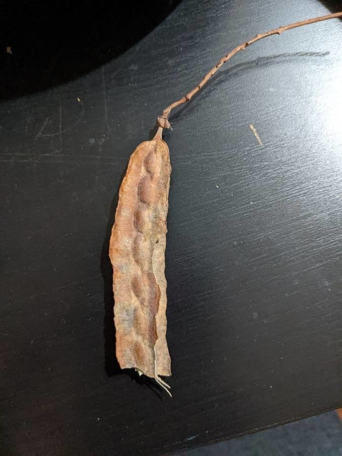Sesbania drummondii 5