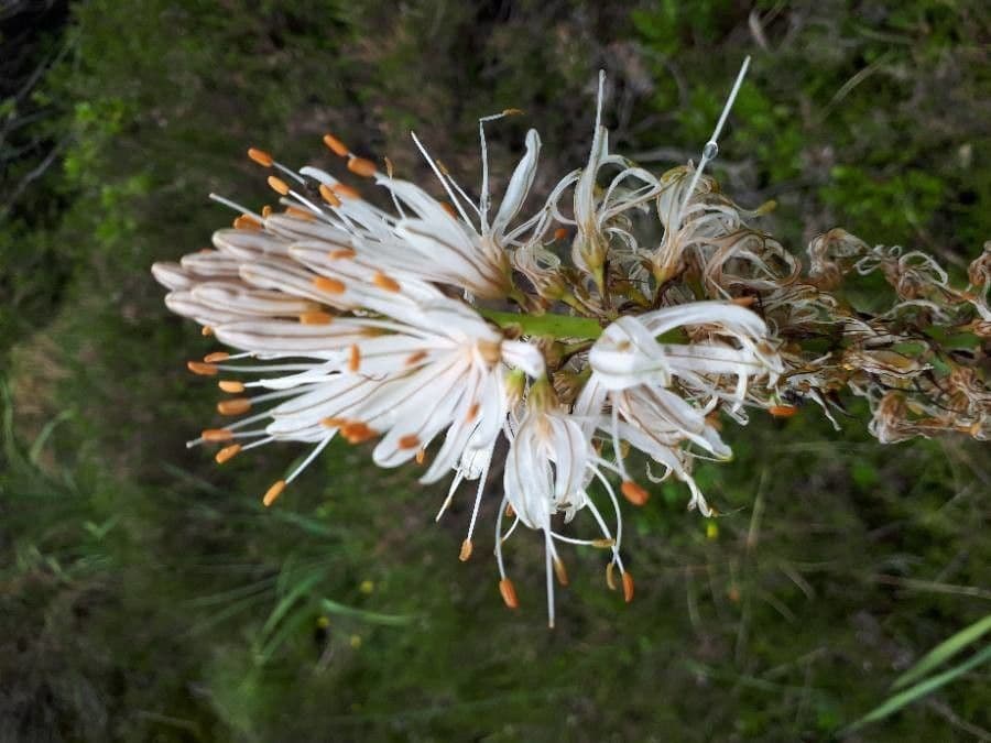 Asfodelo bianco 10