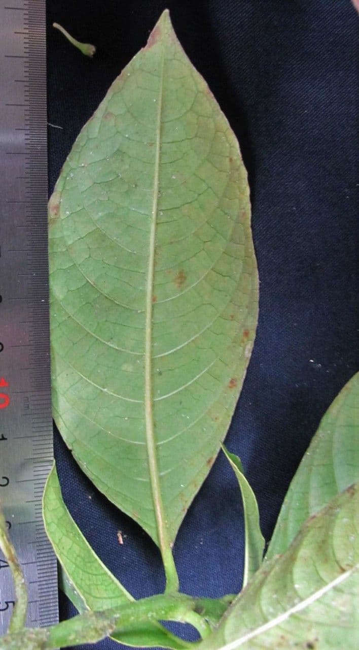 Psychotria rameuse 15