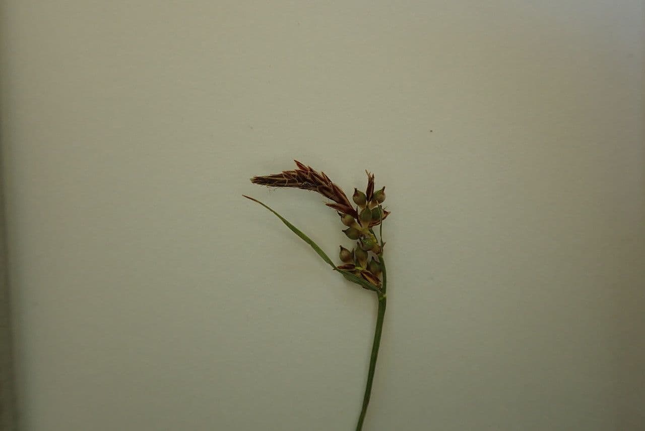 Carice pilulifera 8