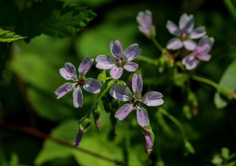 Claytonia parviflora 3