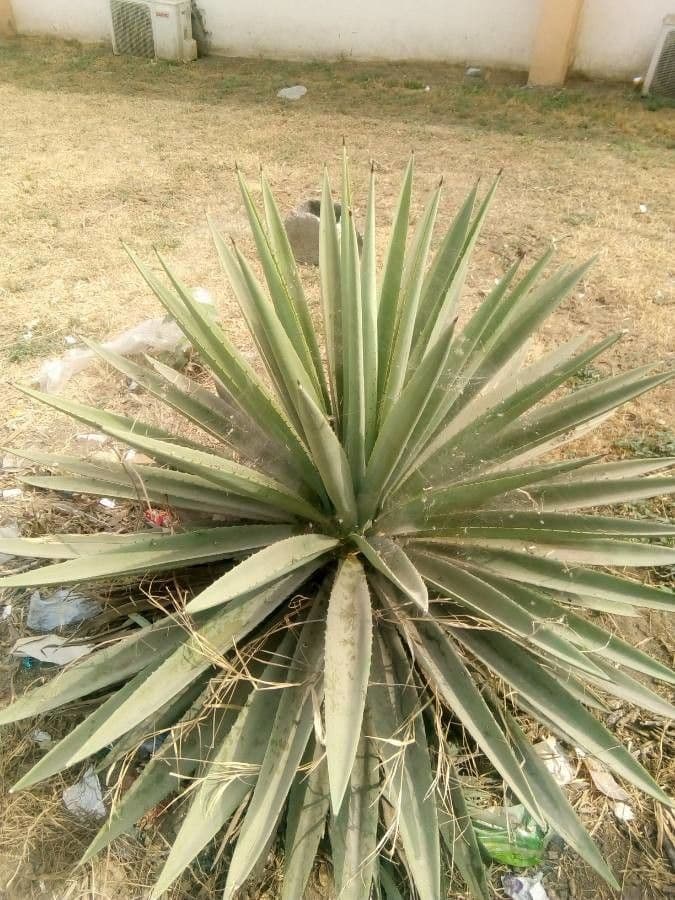 Sisal 22