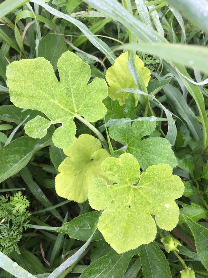 Figleaf gourd 15