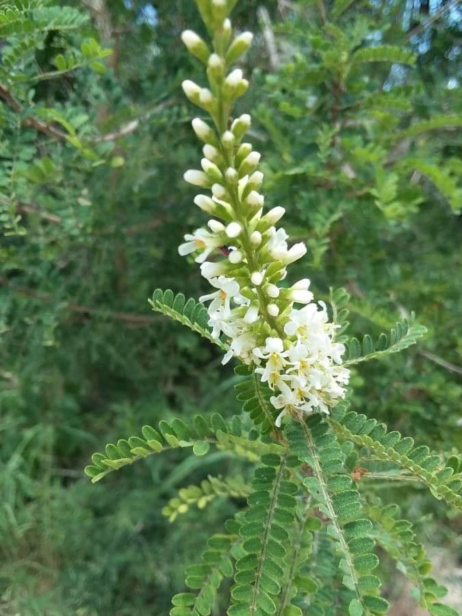 Eysenhardtia