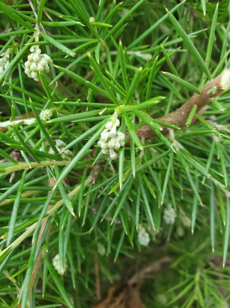 Rosmarinblättrige Grevillea 4