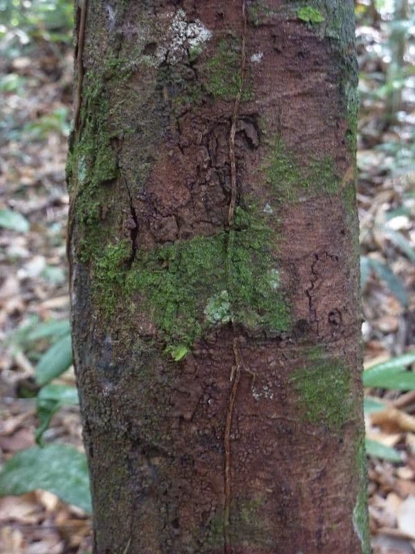 Pouteria 12