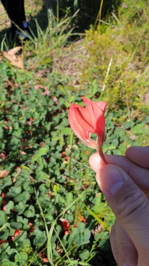Kennedia prostrata 2