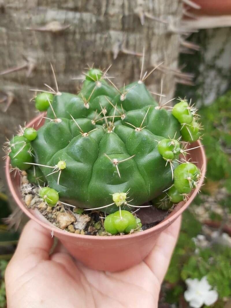 Hakenkaktus 12