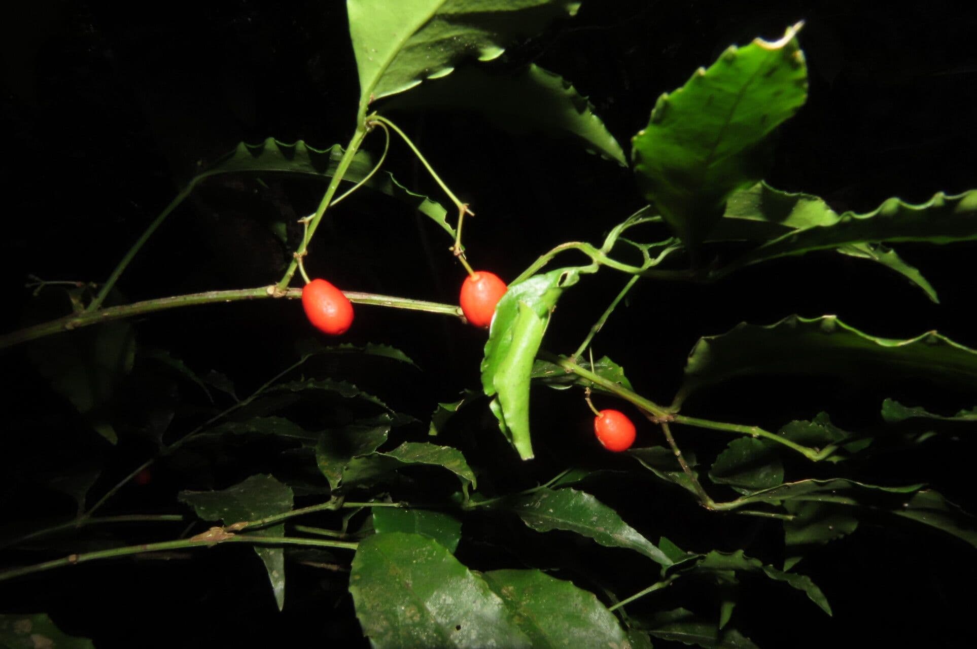 Crossopetalum 5